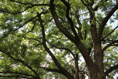 Ormanın güzel manzarası