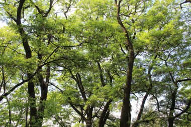 Yazın ormanda yeşil ağaçlar