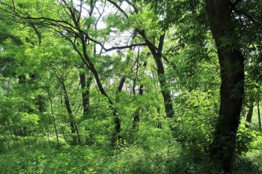 Yazın ormanda yeşil ağaçlar