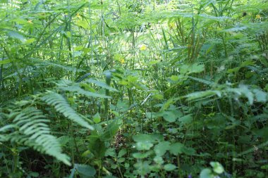 Yeşil taze bitkiler yazın ormanda yetişir, ormandaki yeşil ağaçlar, yazları orman.