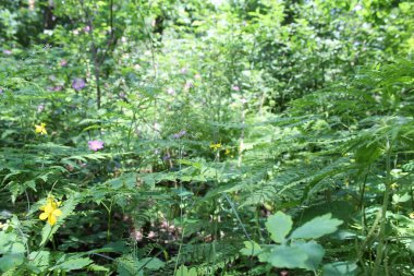 Yeşil taze bitkiler yazın ormanda yetişir, ormandaki yeşil ağaçlar, yazları orman.