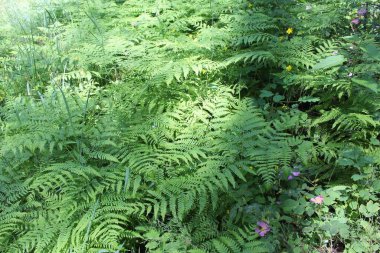 Yeşil taze bitkiler yazın ormanda yetişir, ormandaki yeşil ağaçlar, yazları orman.