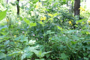 Yeşil taze bitkiler yazın ormanda yetişir, ormandaki yeşil ağaçlar, yazları orman.