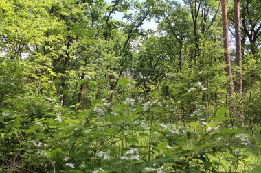 Yeşil ağaçları ve çiçekleri olan güzel bir yaz ormanı manzarası
