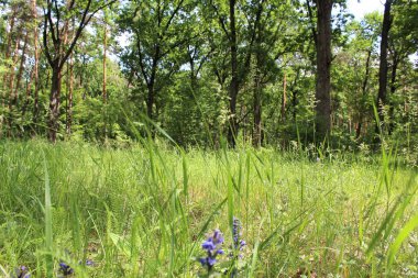Ormanın güzel manzarası