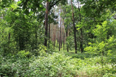 Yeşil ağaçları ve çiçekleri olan güzel bir yaz ormanı manzarası