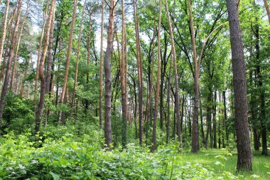 Yeşil ağaçları ve çiçekleri olan güzel bir yaz ormanı manzarası