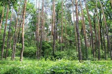 Yeşil ağaçları ve çiçekleri olan güzel bir yaz ormanı manzarası