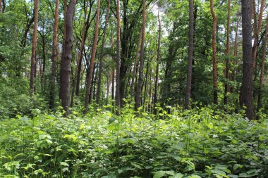 Yeşil ağaçları ve çiçekleri olan güzel bir yaz ormanı manzarası