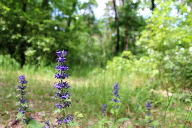 Yeşil ağaçları ve çiçekleri olan güzel bir yaz ormanı manzarası
