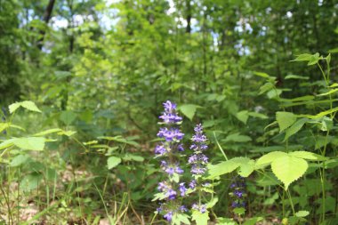 Yeşil arka plandaki çiçekler.