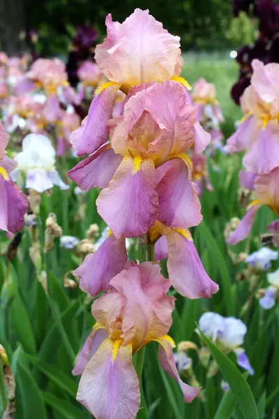 Bahçedeki güzel iris çiçekleri