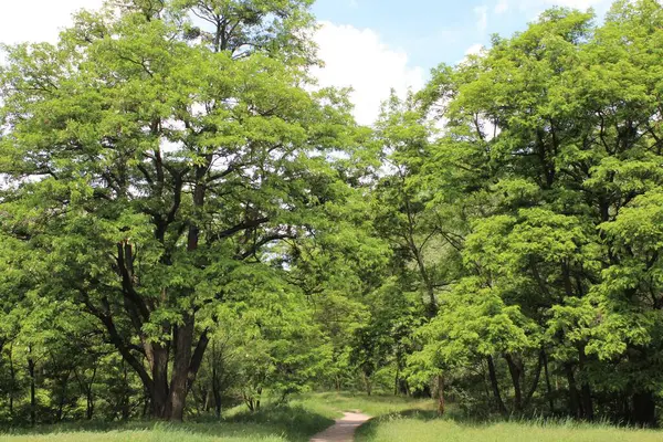 Ormanda yeşil ağaçlar