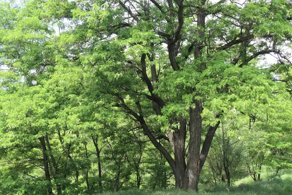 Parktaki yeşil orman