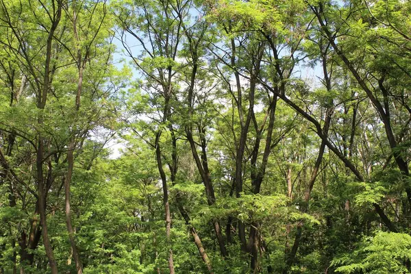 Ormanda yeşil yapraklar, çevre doğa ve yapraklar