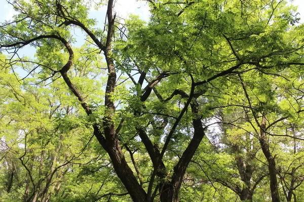 Yeşil yapraklar, bitki örtüsü.