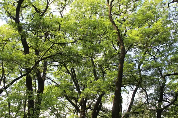 Yazın ormanda yeşil ağaçlar