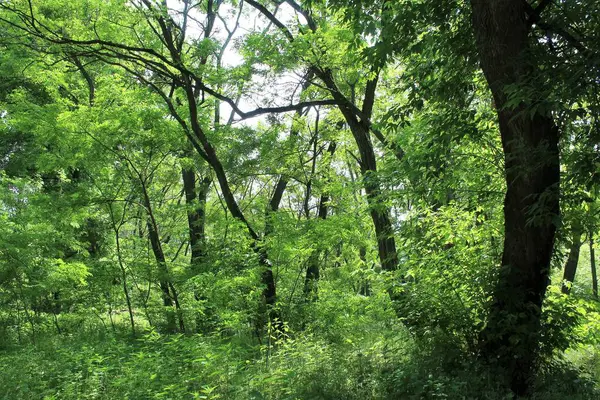 Yazın ormanda yeşil ağaçlar
