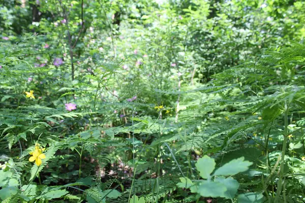 Yeşil taze bitkiler yazın ormanda yetişir, ormandaki yeşil ağaçlar, yazları orman.