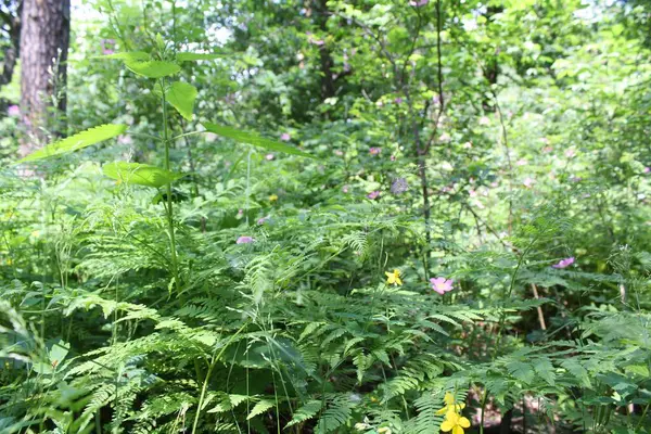 Yeşil taze bitkiler yazın ormanda yetişir, ormandaki yeşil ağaçlar, yazları orman.