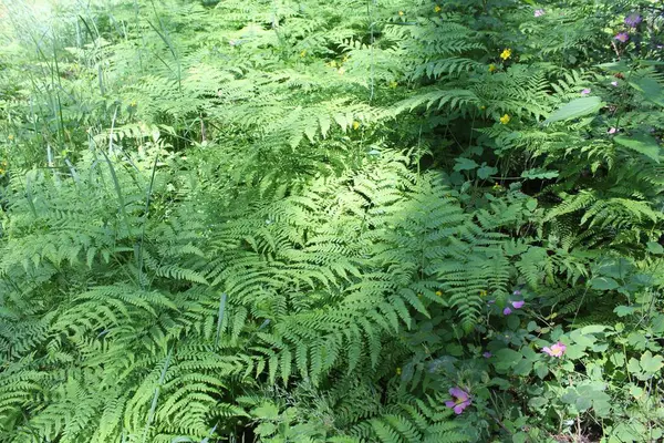 Yeşil taze bitkiler yazın ormanda yetişir, ormandaki yeşil ağaçlar, yazları orman.