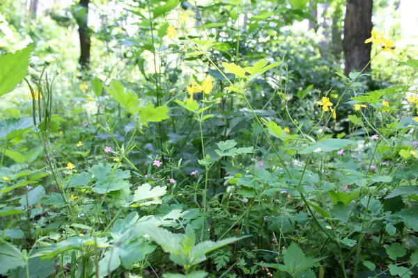 Yeşil taze bitkiler yazın ormanda yetişir, ormandaki yeşil ağaçlar, yazları orman.