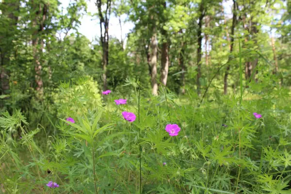 Yeşil ağaçları ve çiçekleri olan güzel bir yaz ormanı manzarası