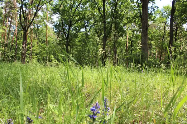 Ormanın güzel manzarası