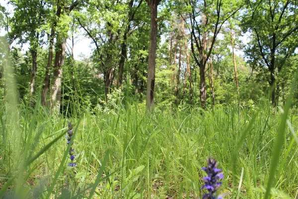 Bahçedeki güzel çiçekler