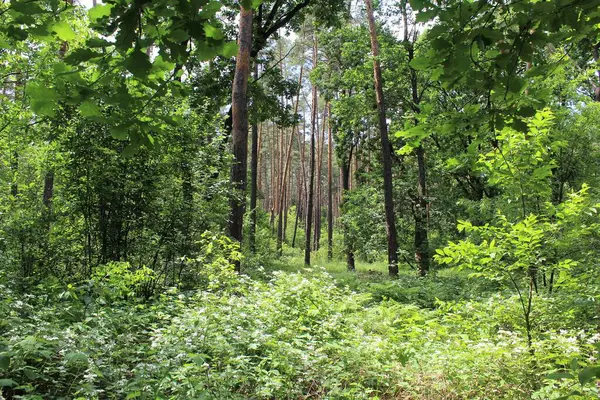 Yeşil ağaçları ve çiçekleri olan güzel bir yaz ormanı manzarası