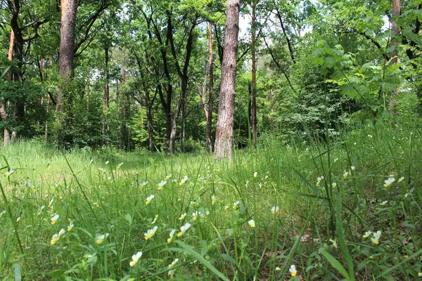 Yeşil ağaçları ve çiçekleri olan güzel bir yaz ormanı manzarası