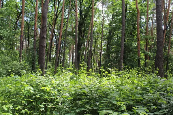 Yeşil ağaçları ve çiçekleri olan güzel bir yaz ormanı manzarası