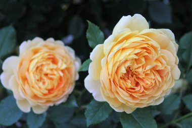 Güzel sarı gül çiçekleri, yakından.