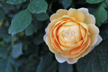 Bahçedeki güzel gül çiçeği, flora