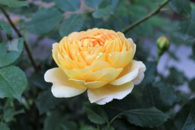 Bahçedeki güzel çiçekler