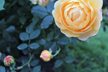 Bahçedeki sarı çiçek