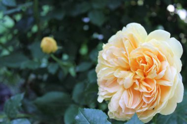 Bahçedeki güzel sarı çiçekler