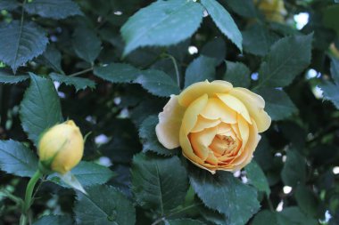 Yazın güzel sarı gül