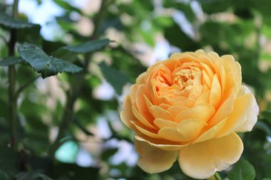 Bahçedeki güzel çiçekler