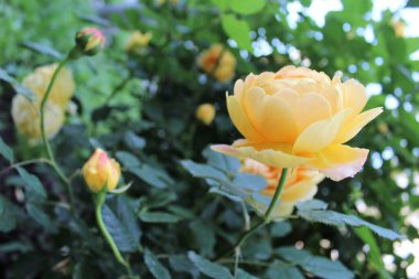 Bahçedeki güzel sarı gül.