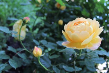 Bahçedeki güzel gül çiçeği