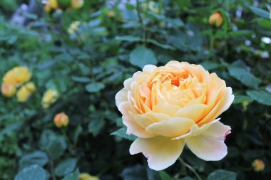 Bahçedeki güzel sarı gül