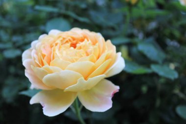 Güzel botanik fotoğrafı, doğal duvar kağıdı.