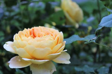 Bahçedeki güzel sarı güller