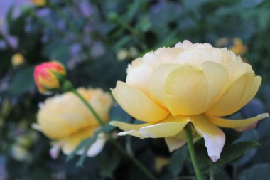 Güzel botanik fotoğrafı, doğal duvar kağıdı.