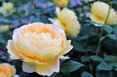 Bahçedeki sarı gül