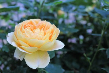 Bahçedeki sarı çiçekler