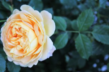 Yeşil arka planda güzel sarı bir gül