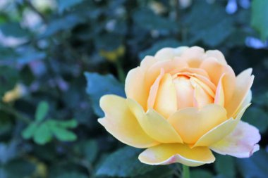 Bahçedeki güzel sarı gül