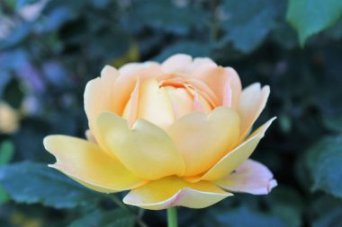 Güzel çiçeklerin açtığı manzara